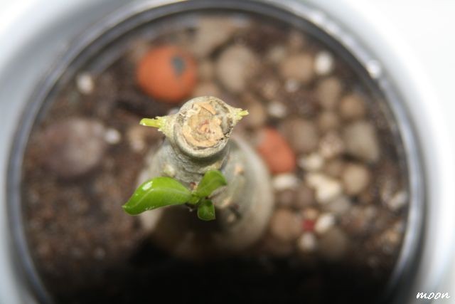 adenium